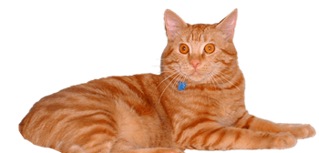 Cat friendly - call for details